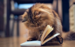 阅读的猫